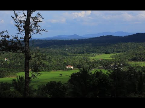 HAVE YOU SEEN THE ARANA? - Trailer.        www.songlinefilms.com